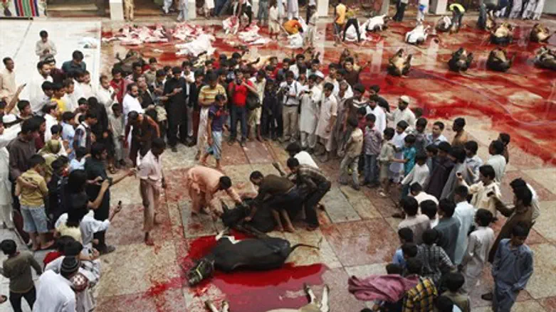 Muslims prepare Eid al-Adha sacrifice in Lahore, Pakistan (file)