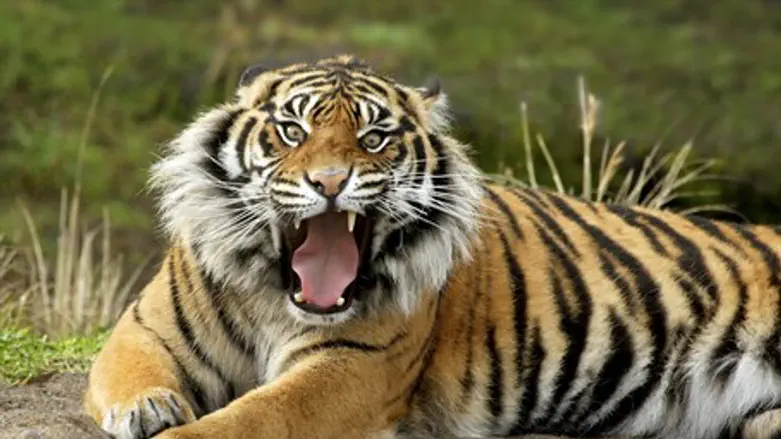 Endangered species: Sumatran tiger