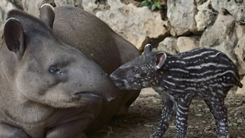 Baby tapir in Israeli zoo (file)