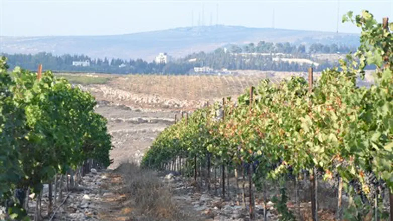 Tura Winery's vineyard