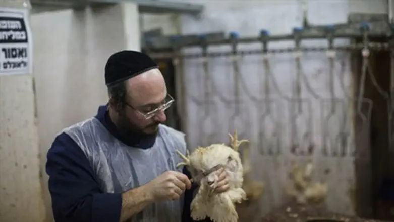 Shechita kosher slaughter
