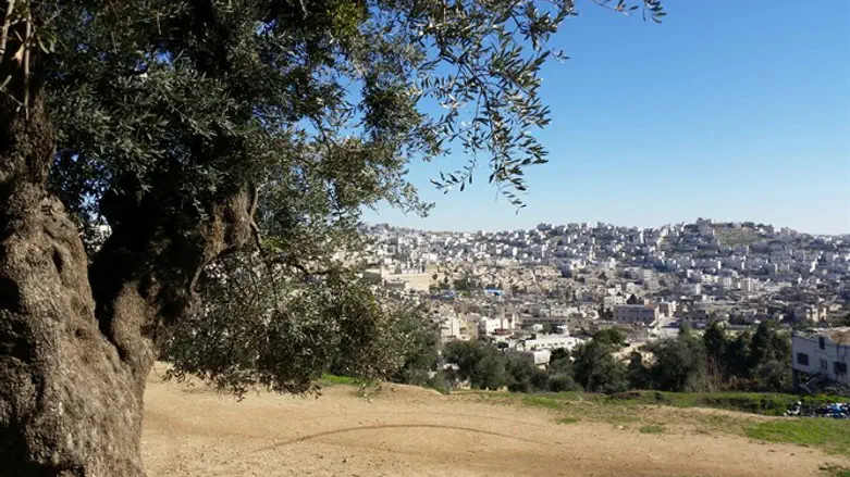 Hevron