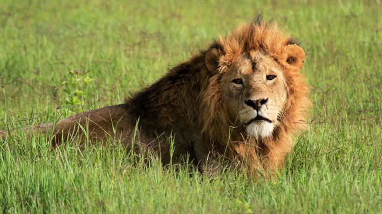Lion