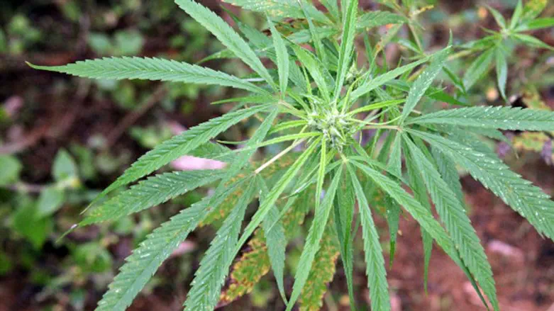Cannabis