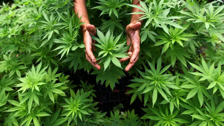A worker tending to cannabis plants at a growing facility near Tzfat 