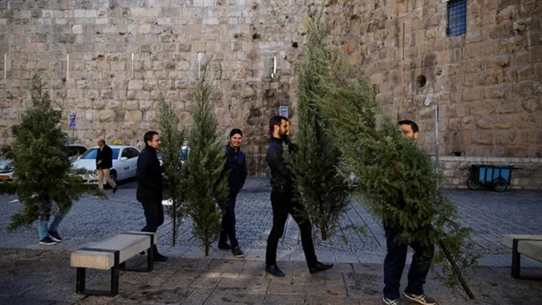 Christmas trees distributed in Jerusalem