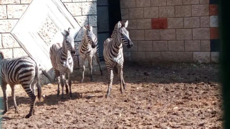 The zeebras