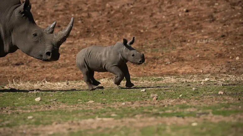 Rami the rhinoceros