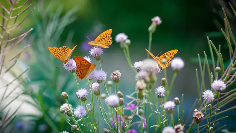 Butterflies