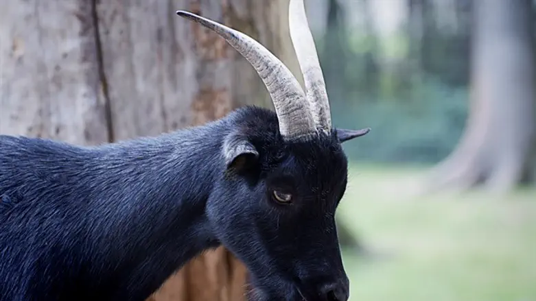 Black goat