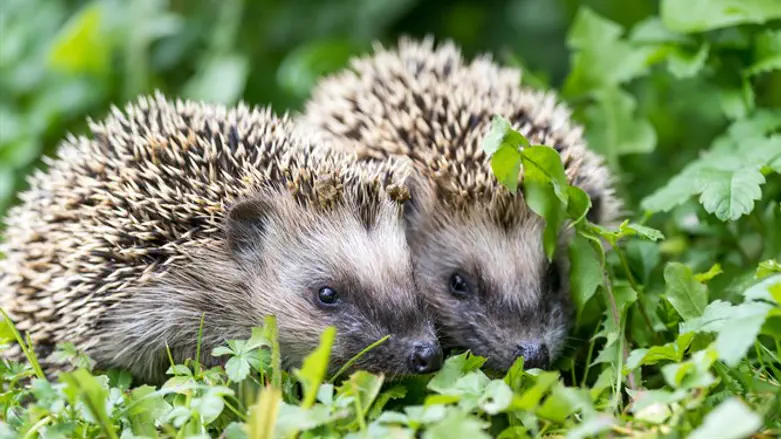 Hedgehogs