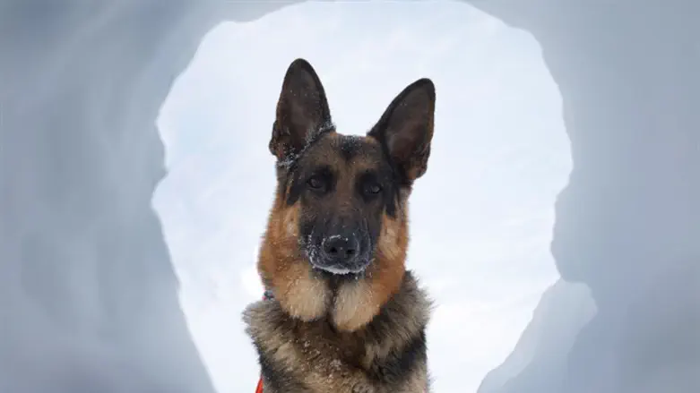 Rescue dog