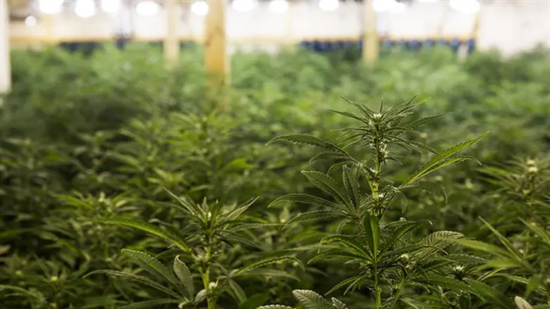 Cannabis farm