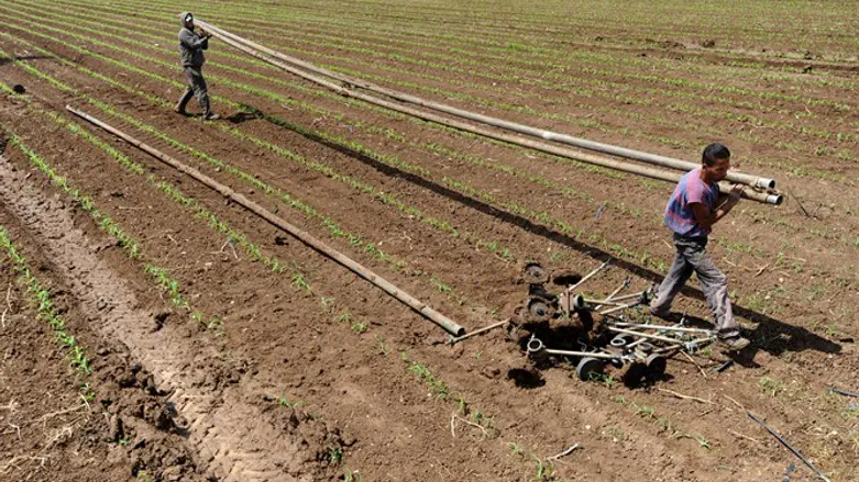Agricultural operation