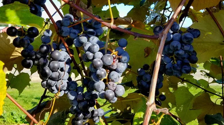 Cabernet Franc grapes on the vine