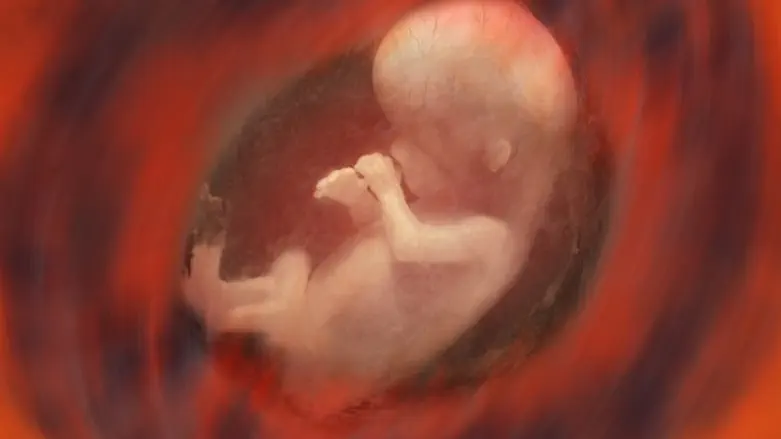 Fetus