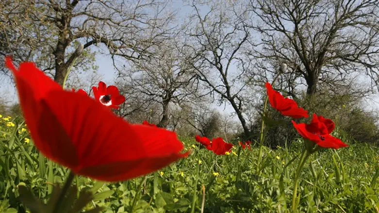 Red anemone in bloom