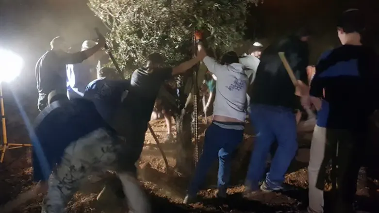 Elazar residents replant Muslim-vandalized land