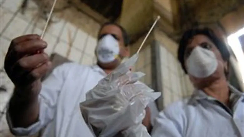 Swine flu