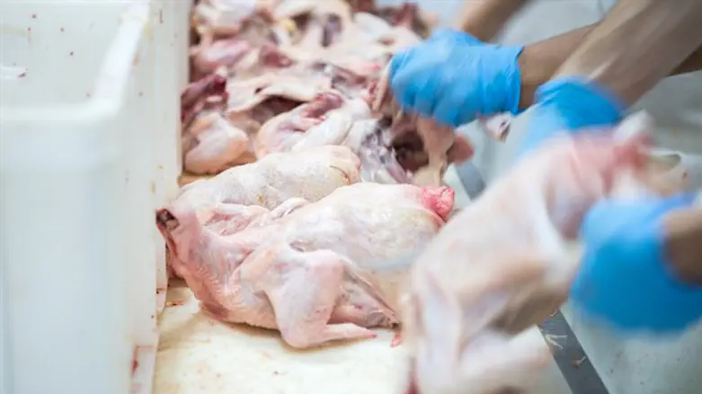 Freshly-slaughtered chickens (illustrative)