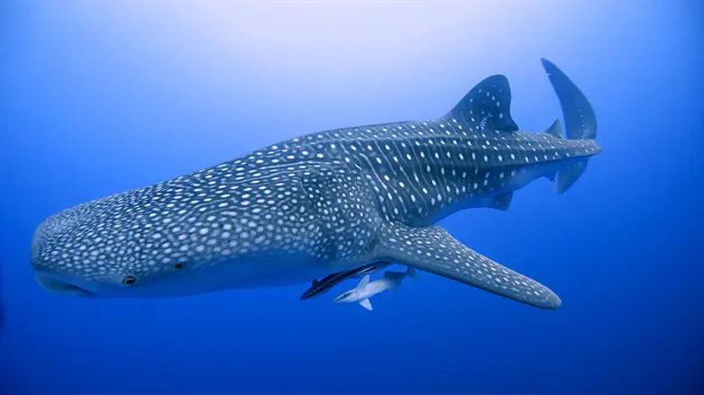 Whale shark in Red Sea